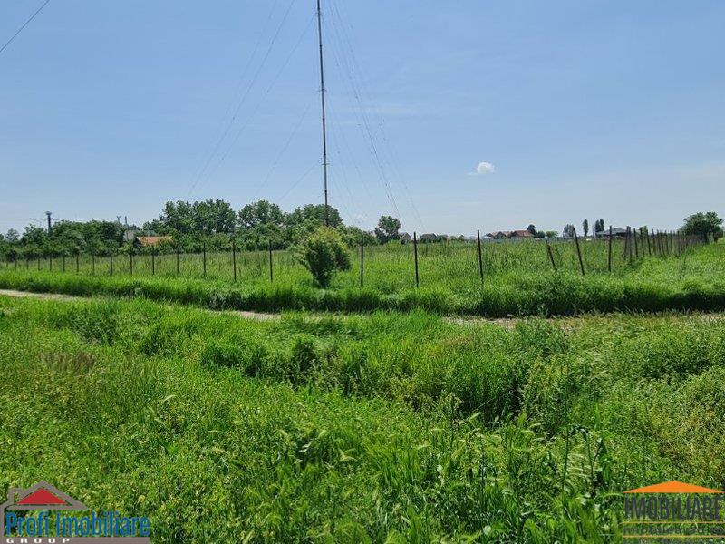 Poza 8