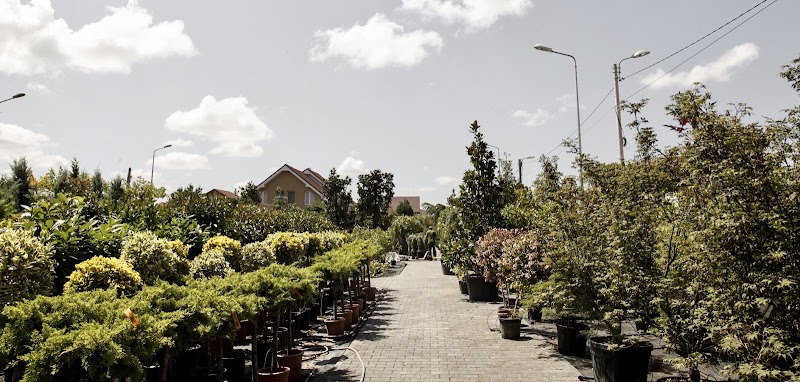 Adenandra Gardening