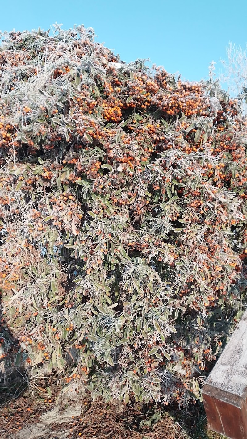 Danubian Garden S.R.L.