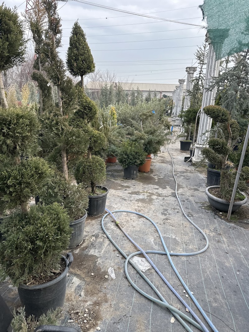 EcoDeco - Depozit Piatra Decorativa, Plante, Gazon, Decoratiuni