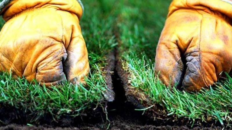 Europlant Bucuresti