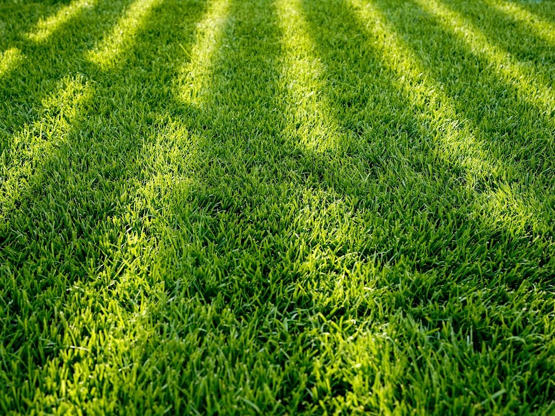 Gardenix | Servicii de amenajare și întreținere spații verzi / gazon. Grădinar