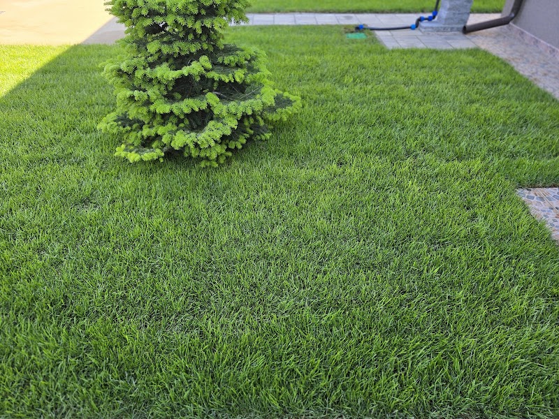 gazon rulouri Bucuresti