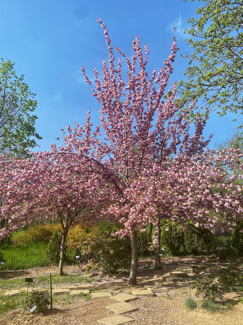 Grădina Japoneză