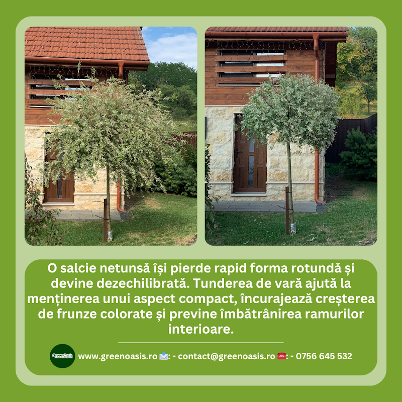 Green Oasis - Intretinere spatii verzi
