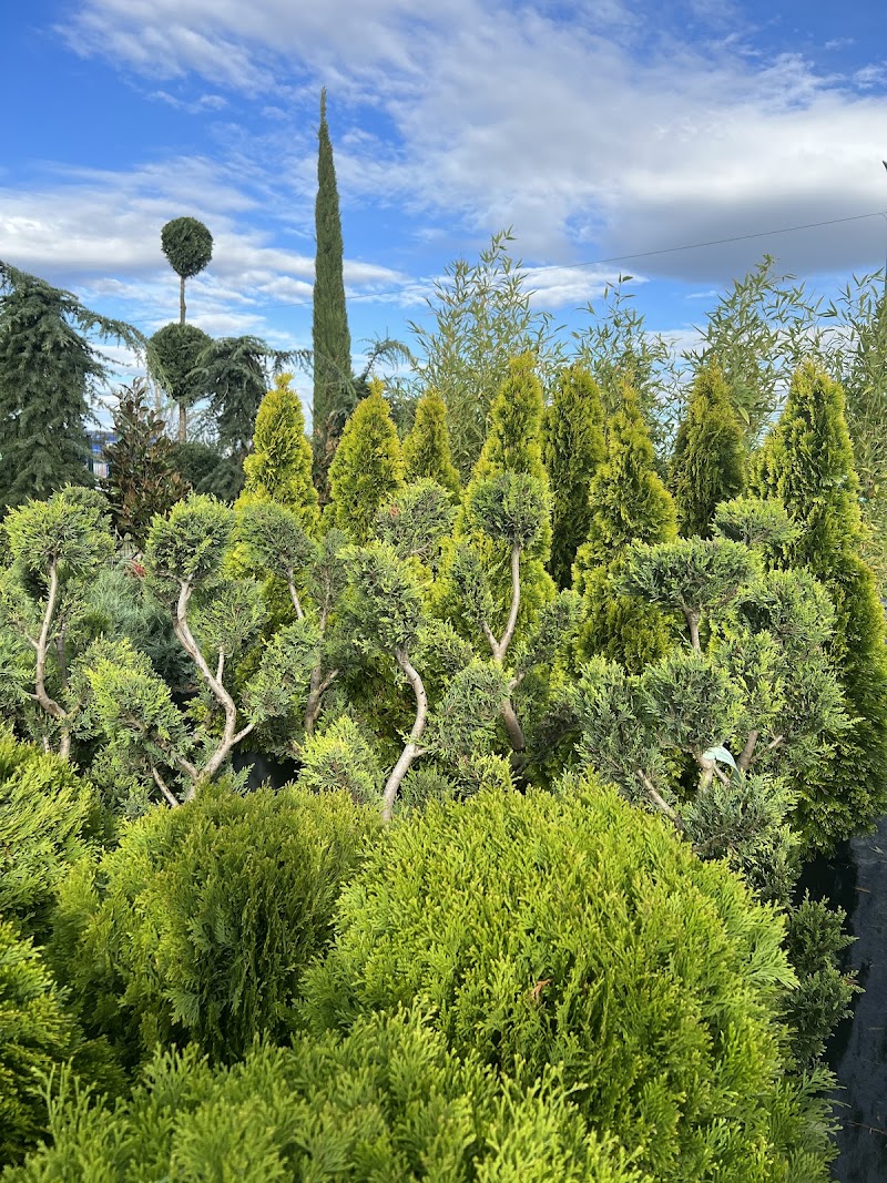 Plante Ornamentale Craiova-Lumea Plantelor