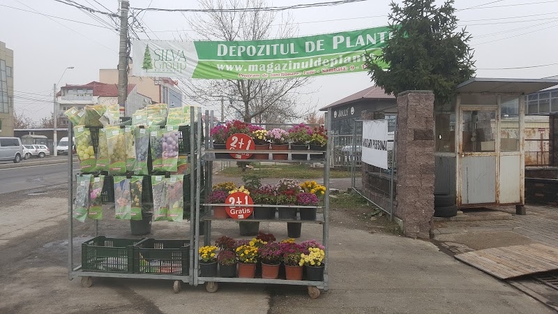 Silva Group Romania